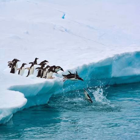 ANTARTIC