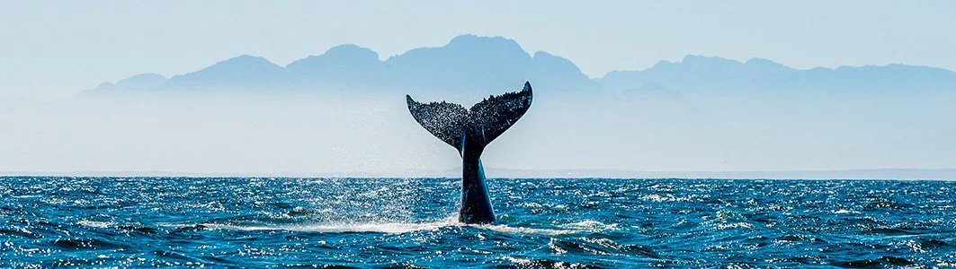 DESTINATIONS SOUTH AFRICA - Walvis Bay
